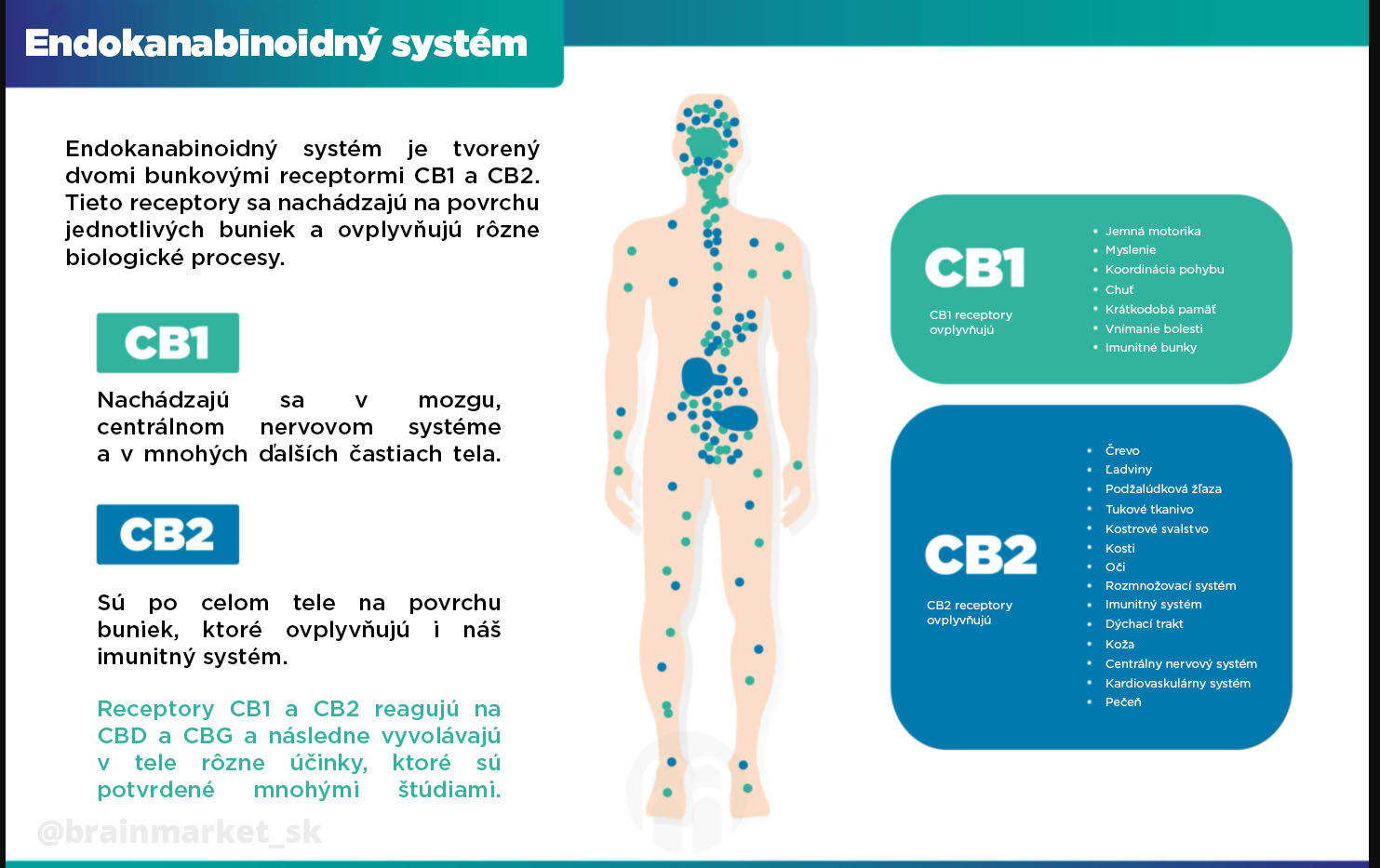 endo-system-brainmarket-infografika-sk